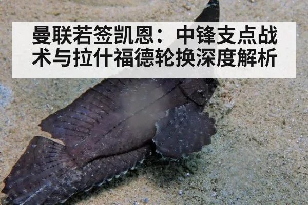 曼联若签凯恩:中锋支点战术与拉什福德轮换深度解析
